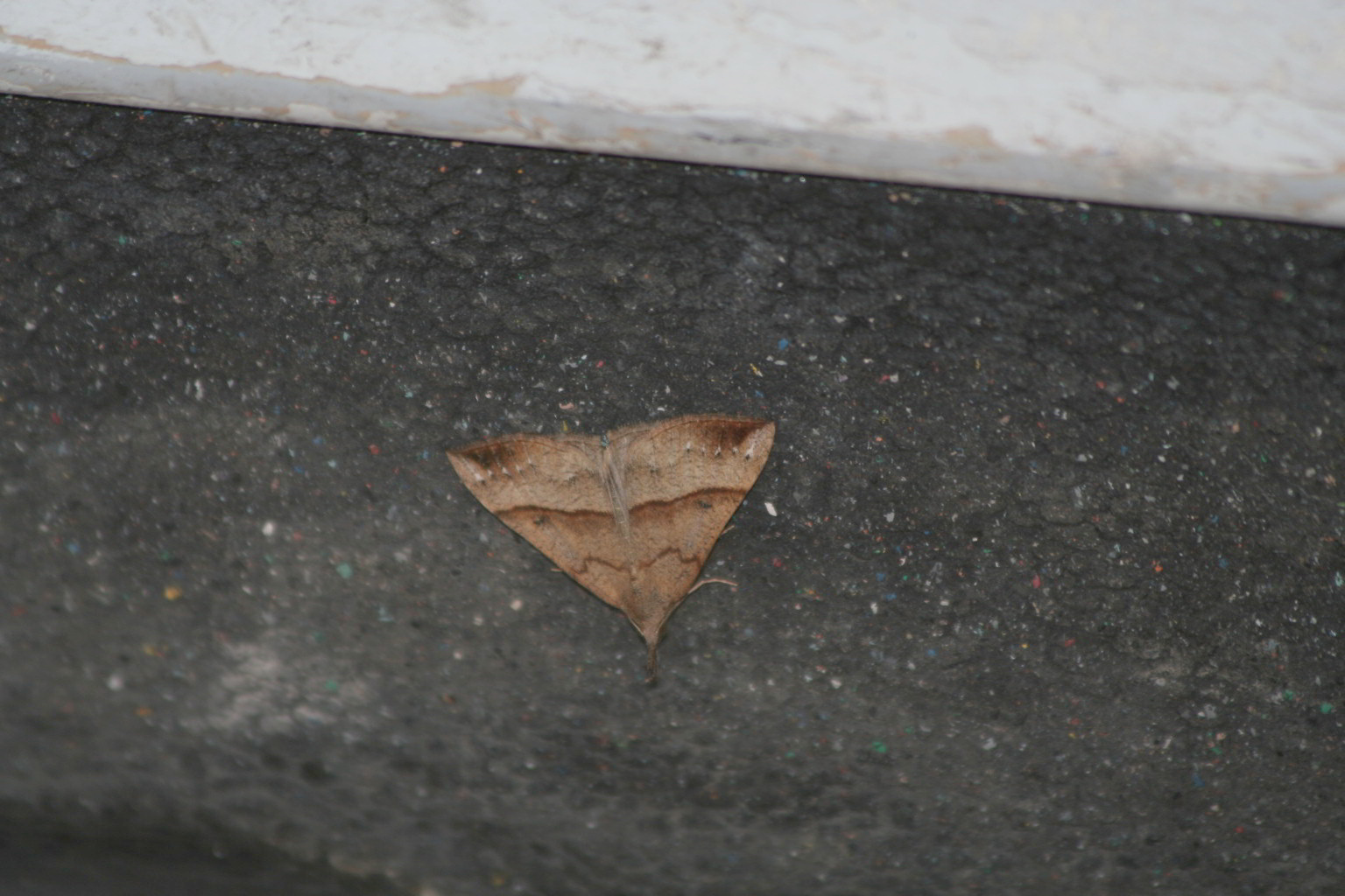 Falena da... cabinovia